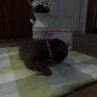 Purple collar , a female Great Dane for sale in Webb City, MO – Photo 5 of 10