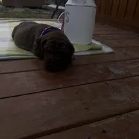 Purple collar , a female Great Dane for sale in Webb City, MO – Photo 9 of 10