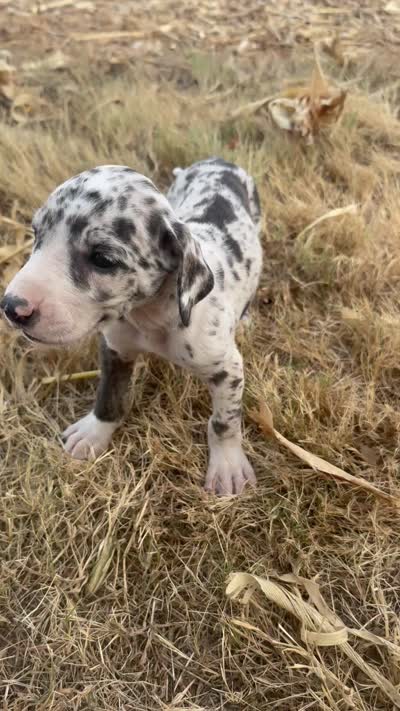Purple, a female Great Dane for sale in Webb City, MO – 6 of 9