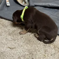 Green collar , a male Great Dane for sale in Webb City, MO – 4 of 10
