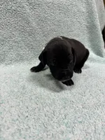 Gray collar , a male Great Dane for sale in Webb City, MO – 5 of 10