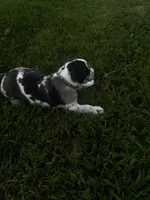 Purple collar, a female Great Dane for sale in Webb City, MO – 3 of 10