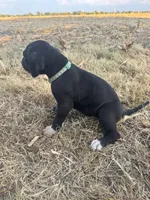 Green, a female Great Dane for sale in Webb City, MO – 3 of 10