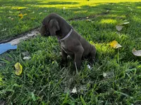 Purple collar , a female Great Dane for sale in Webb City, MO – 8 of 9