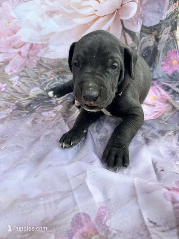 Turquoise- Oreo  – Great Dane puppy for sale in Webb City, MO