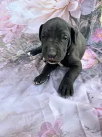 Turquoise- Oreo , a male Great Dane for sale in Webb City, MO – 1 of 9