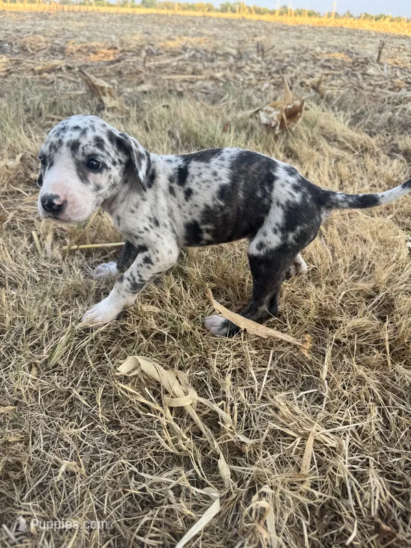 Purple – Great Dane puppy for sale in Webb City, MO