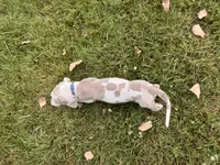 Royal blue, a male Great Dane for sale in Webb City, MO – 7 of 10