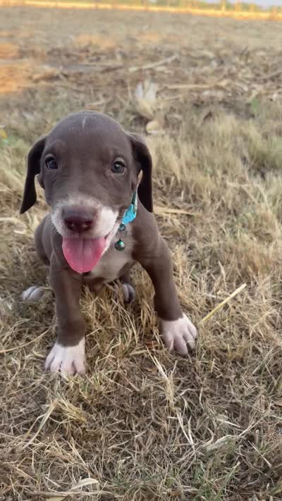Turquoise, a male Great Dane for sale in Webb City, MO – 10 of 10