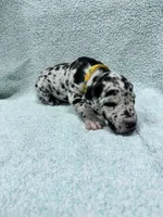 Yellow, a female Great Dane for sale in Webb City, MO – 8 of 10