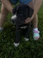 Gray collar, a male Great Dane for sale in Webb City, MO – 2 of 10