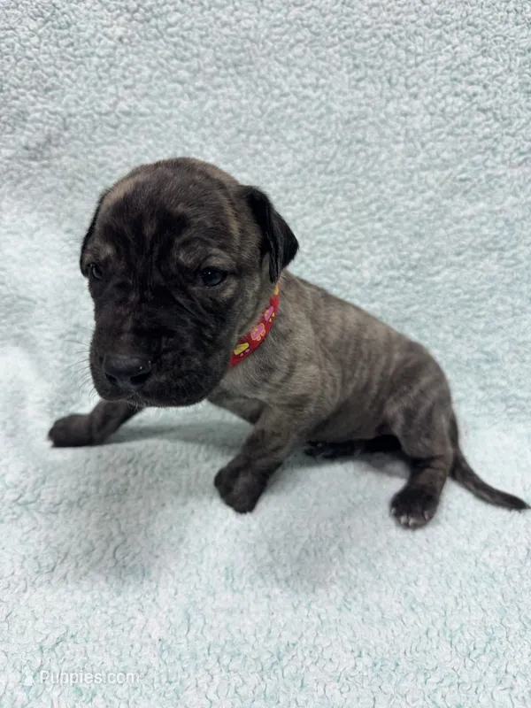 Red collar – Great Dane puppy for sale in Webb City, MO