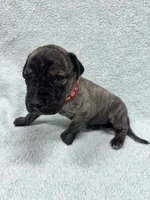 Red collar, a male Great Dane for sale in Webb City, MO – 1 of 10