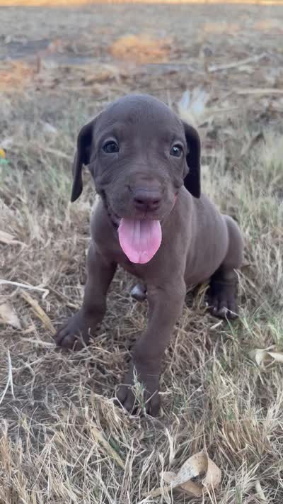 Pink collar , a female Great Dane for sale in Webb City, MO – 3 of 10