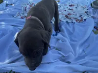 Pink, a female Great Dane for sale in Webb City, MO – 5 of 10