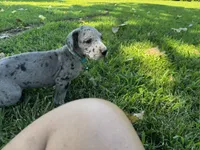 Teal, a female Great Dane for sale in Webb City, MO – 4 of 9