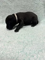 Gray collar , a male Great Dane for sale in Webb City, MO – 6 of 10