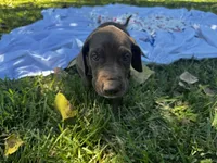 Pink, a female Great Dane for sale in Webb City, MO – 3 of 10