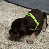 Green collar , a male Great Dane for sale in Webb City, MO – 6 of 10