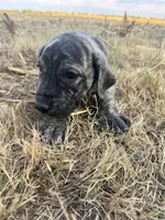 Red collar, a male Great Dane for sale in Webb City, MO – 7 of 10