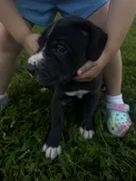 Gray collar, a male Great Dane for sale in Webb City, MO – 9 of 10