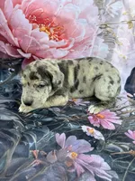 Turquoise , a male Great Dane for sale in Webb City, MO – 3 of 8