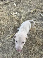 Green collar , a male Great Dane for sale in Webb City, MO – 7 of 9