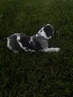 Purple collar, a female Great Dane for sale in Webb City, MO – 7 of 10
