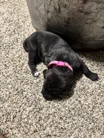 Pink collar, a female Great Dane for sale in Webb City, MO – 5 of 9