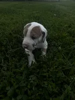 Green collar, a female Great Dane for sale in Webb City, MO – 6 of 8