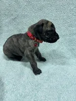 Red collar, a male Great Dane for sale in Webb City, MO – 8 of 10