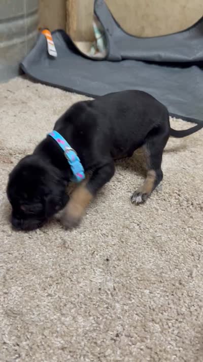 Turqoise, a male Great Dane for sale in Webb City, MO – 10 of 10