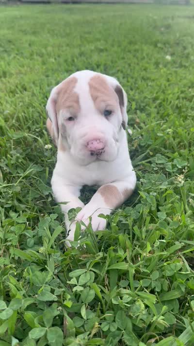 Green collar, a female Great Dane for sale in Webb City, MO – 8 of 8
