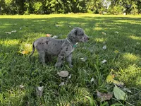 Teal, a female Great Dane for sale in Webb City, MO – 8 of 9