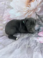 Turquoise- Oreo , a male Great Dane for sale in Webb City, MO – 4 of 9