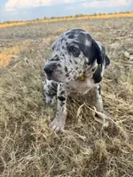 Yellow, a female Great Dane for sale in Webb City, MO – 5 of 10