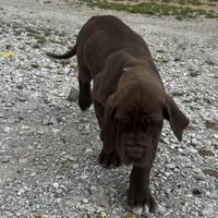 Purple, a female Great Dane for sale in Webb City, MO – 4 of 9