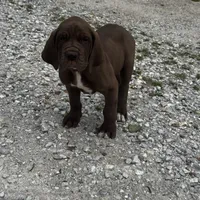 Purple, a female Great Dane for sale in Webb City, MO – 2 of 9