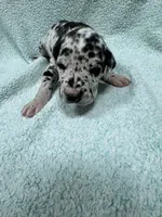 Yellow, a female Great Dane for sale in Webb City, MO – 3 of 10