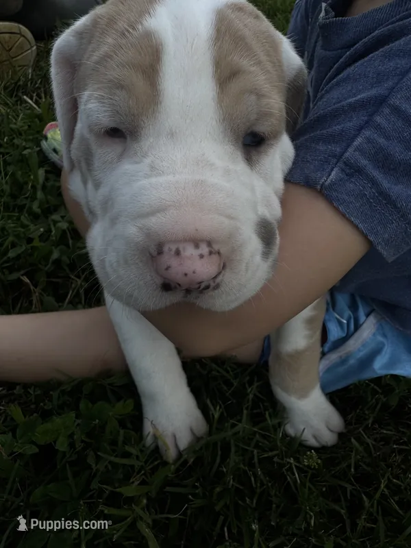Green collar – Great Dane puppy for sale in Webb City, MO