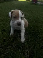 Pink collar , a female Great Dane for sale in Webb City, MO – 6 of 9