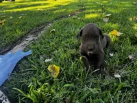 Purple collar , a female Great Dane for sale in Webb City, MO – 4 of 9