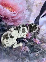 Purple collar / beautiful , a female Great Dane for sale in Webb City, MO – 3 of 7