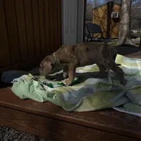 Green collar, a male Great Dane for sale in Webb City, MO – Photo 3 of 6