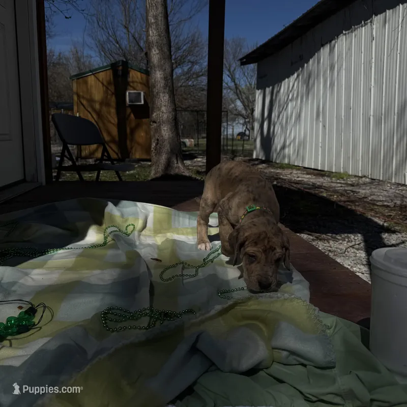 Green collar, a male Great Dane for sale in Webb City, MO – Photo 1 of 6