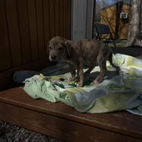 Green collar, a male Great Dane for sale in Webb City, MO – Photo 5 of 6