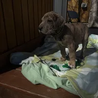 Green collar, a male Great Dane for sale in Webb City, MO – Photo 6 of 6