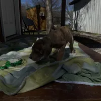 Green collar, a male Great Dane for sale in Webb City, MO – Photo 2 of 6