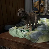 Green collar, a male Great Dane for sale in Webb City, MO – Photo 4 of 6