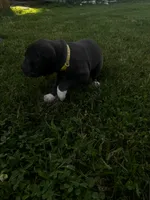 Yellow, a female Great Dane for sale in Webb City, MO – 8 of 10